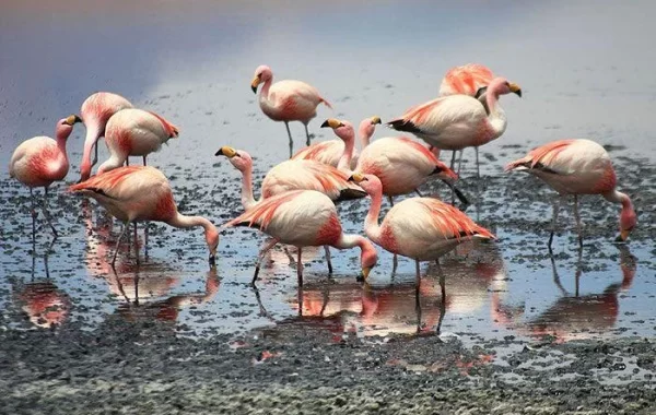 Flamingos