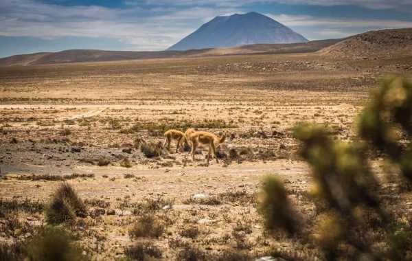 Pampa Cañahuas - Vicunhas
